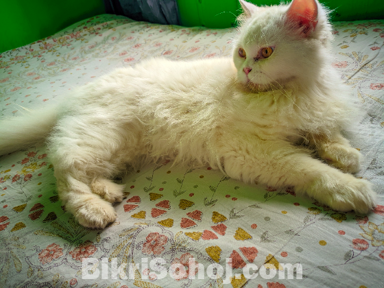 Persian Adult female
